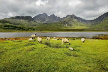 Fototapeta na wymiar Flock of sheep grazing, Scotland, Elgol