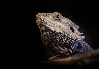Bearded Dragon