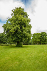Old Lime tree In lincolshire