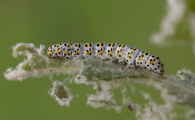 mullein moth caterpillar,