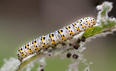 mullein moth caterpillar,