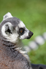 Ring tailed Lemur