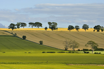 The young shoots of grain , Scotland, Livingstone © janmiko