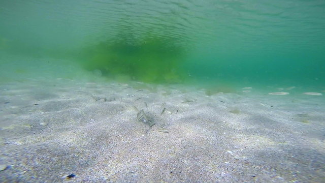 Underwater life Black Sea small flock of fish Mullus barbatus ponticus feeding
