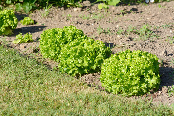 Row of lettuces growing in garden