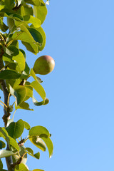 Pears growing on tree