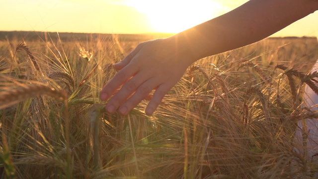 a young woman's hand running through wheat field. Girl's hand