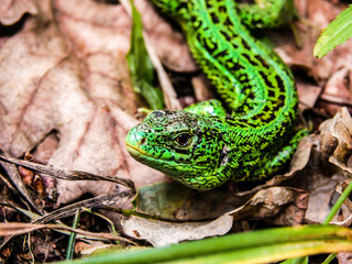 Lizard