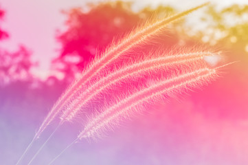 beautiful colorful flower made with color filters grass flower m