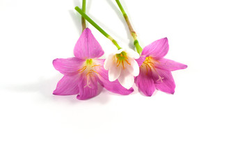pink Rain lily flower on white background, isolated
