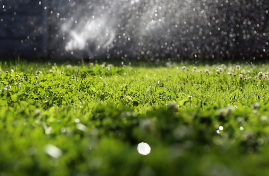 Clover field / Watering clover garden