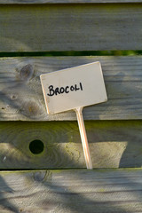 Broccoli label in fence panel of garden