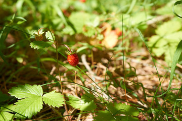 forest strawberry