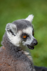 Ring tailed Lemur