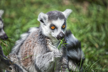 Ring tailed Lemur