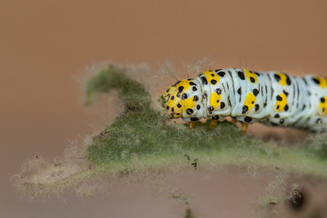 mullein moth caterpillar,