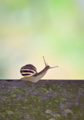 white lipped snail