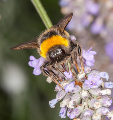 Bee on Lavander