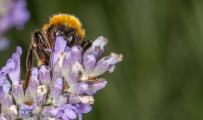 Bee on Lavander