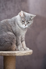 Британская кошка