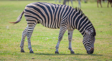 Naklejka premium Zebra