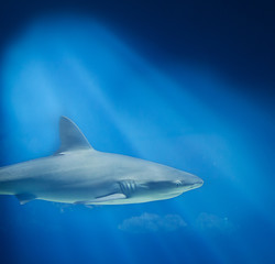 Fototapeta premium Shark