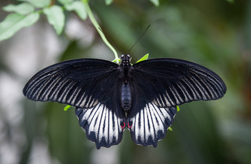 Obraz na płótnie Canvas large black butterfly