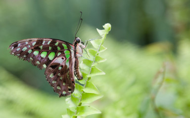 Green spotted butterfly