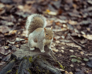 Squirrel