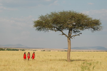 Masai people in traditional costumes walks in savannah