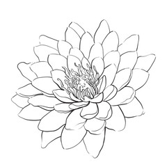 lotus flower