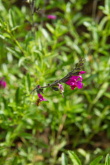 Autumn sage (Salvia greggii)