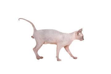 Sphynx cat on a white background.