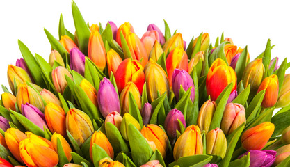 colorful bouquet of fresh spring tulips