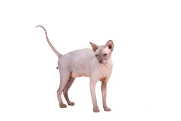 Sphynx cat on a white background.
