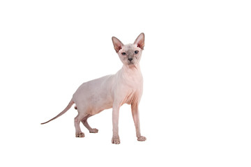 Sphynx cat on a white background.