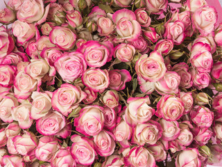 Obraz na płótnie Canvas Small pink roses bouquet close up