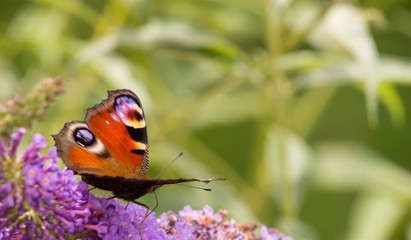 Herrlicher Sommerflieder