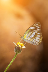 Butterflies and Flowers