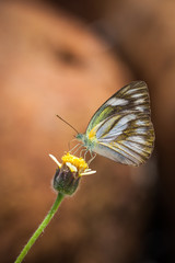 Butterflies and Flowers