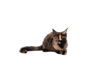 Maine Coon kitten sitting in front of white background. Cat three months.
