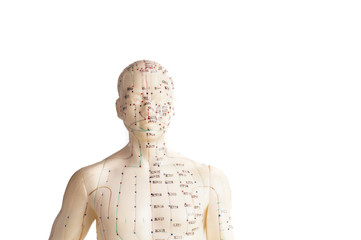 acupuncture model of human