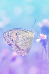Butterflies and Flowers