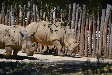 rhino © JKN