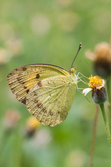 Butterflies and Flowers