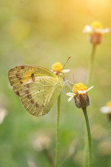 Flowers and butterflies on Morning Light