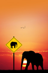 elephant Crossing