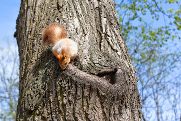 Obraz premium Spring squirrel