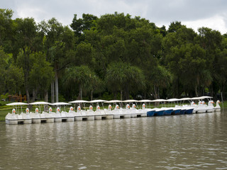 Swan boats