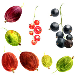 watercolor drawing berries